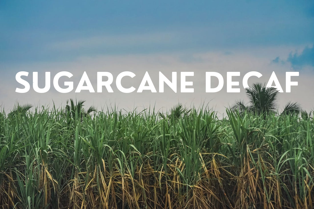 Decaf Excellence Octave Coffee s Sugarcane Process Octave Coffee Co decaf-excellence-octave-coffee-s-sugarcane-process-octave-coffee-co