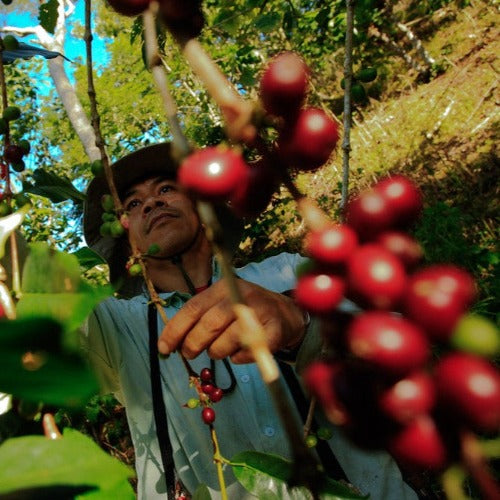coffee farmer, tending to some coffee cherries