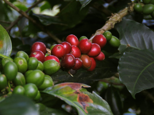 Waves of Coffee History: A Journey with Octave Coffee Company