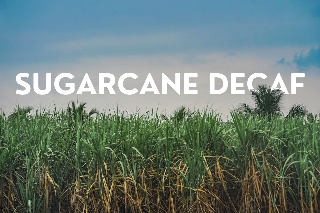 Decaf Excellence: Octave Coffee's Sugarcane Process