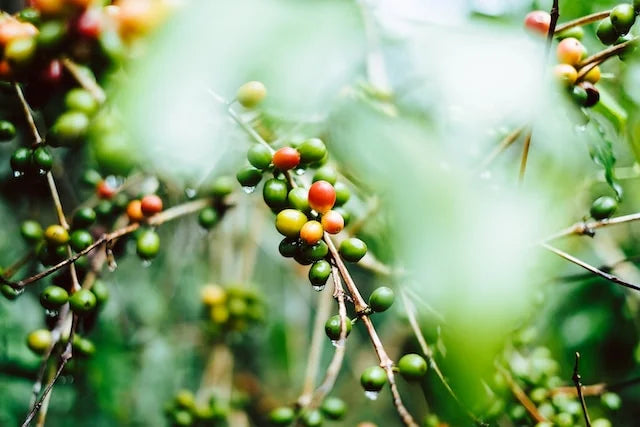 15 Quick Coffee Facts You Need to Know | Octave Coffee