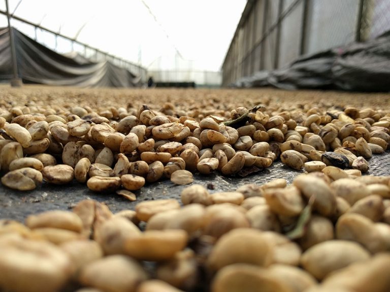 Green coffee beans spread out on a surface with a blurred background