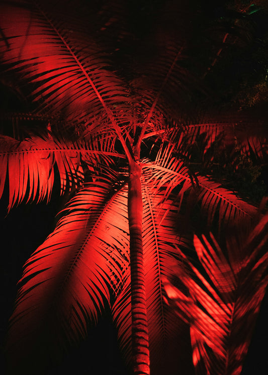 Tropical Fusion, Colombian: (Medium Roast) | LIMITED RUN